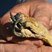 Red-tailed Hawk